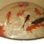 Picture5-300x207